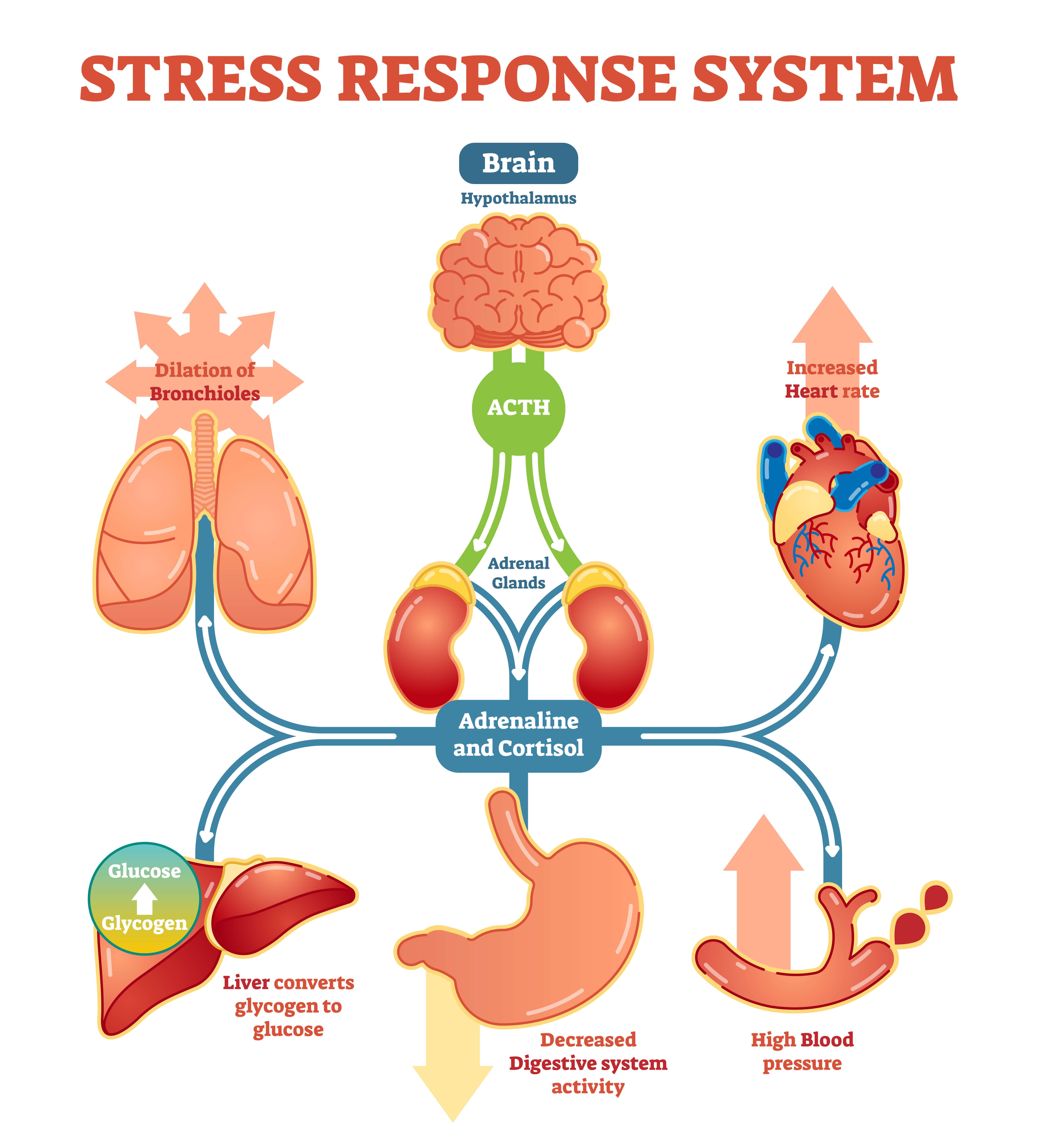 What Is Long Term Stress Response