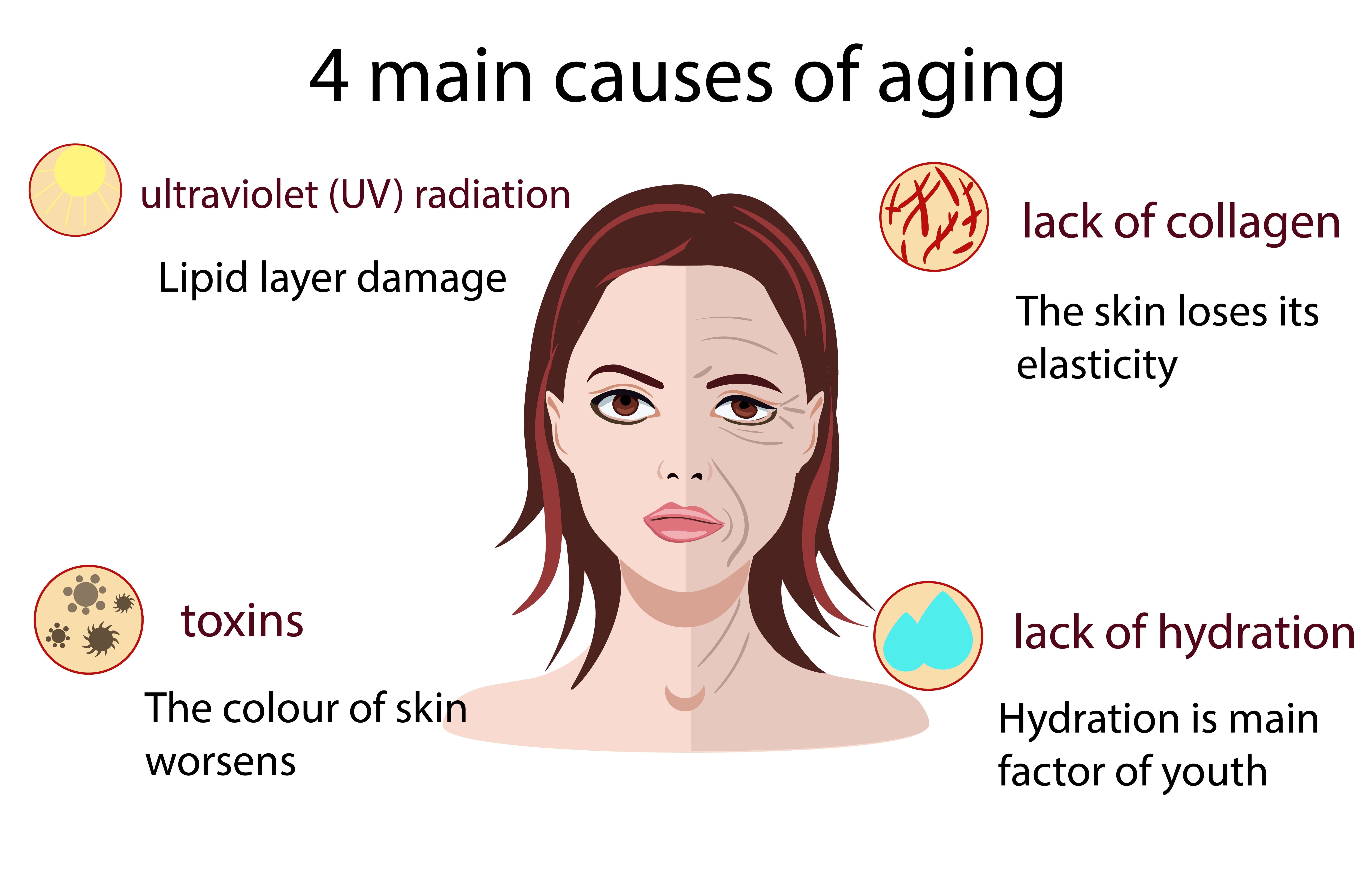 Infographic on the 4 main causes of aging 