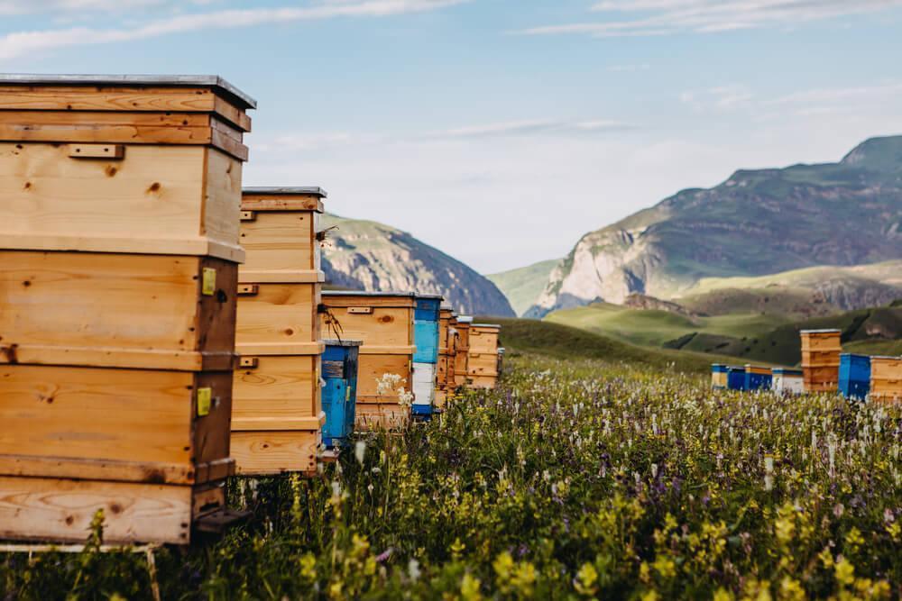 Hives for harvesting honey