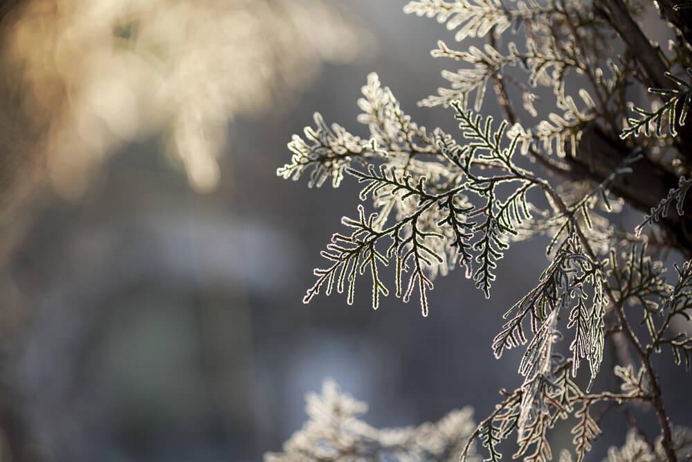 Winter leaves